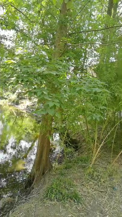 戏鱼墩听鸟鸣声声、柔风抚面,即将拆迁消失的靖江美丽农村