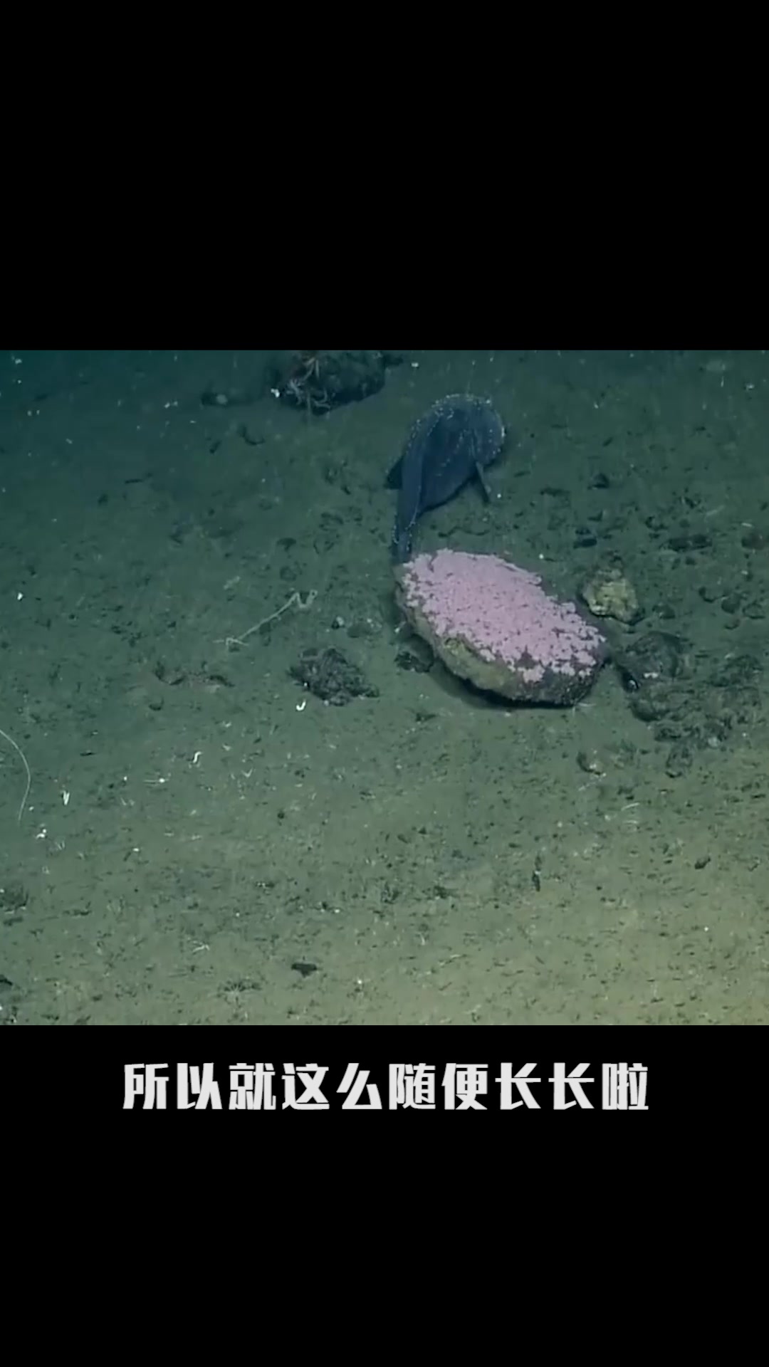 最丑的鱼 水滴鱼#星知计划#