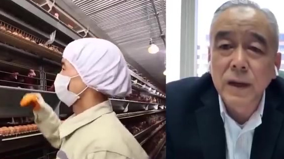 【一个人都没有的全自动化养鸡场你见过吗?】目前亚洲最现代化的大型蛋鸡养殖厂,温度、湿度、光