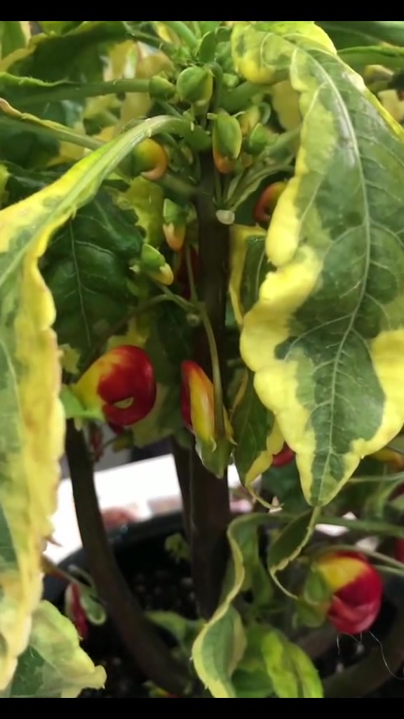 这花长了“鹦鹉嘴”太神奇了