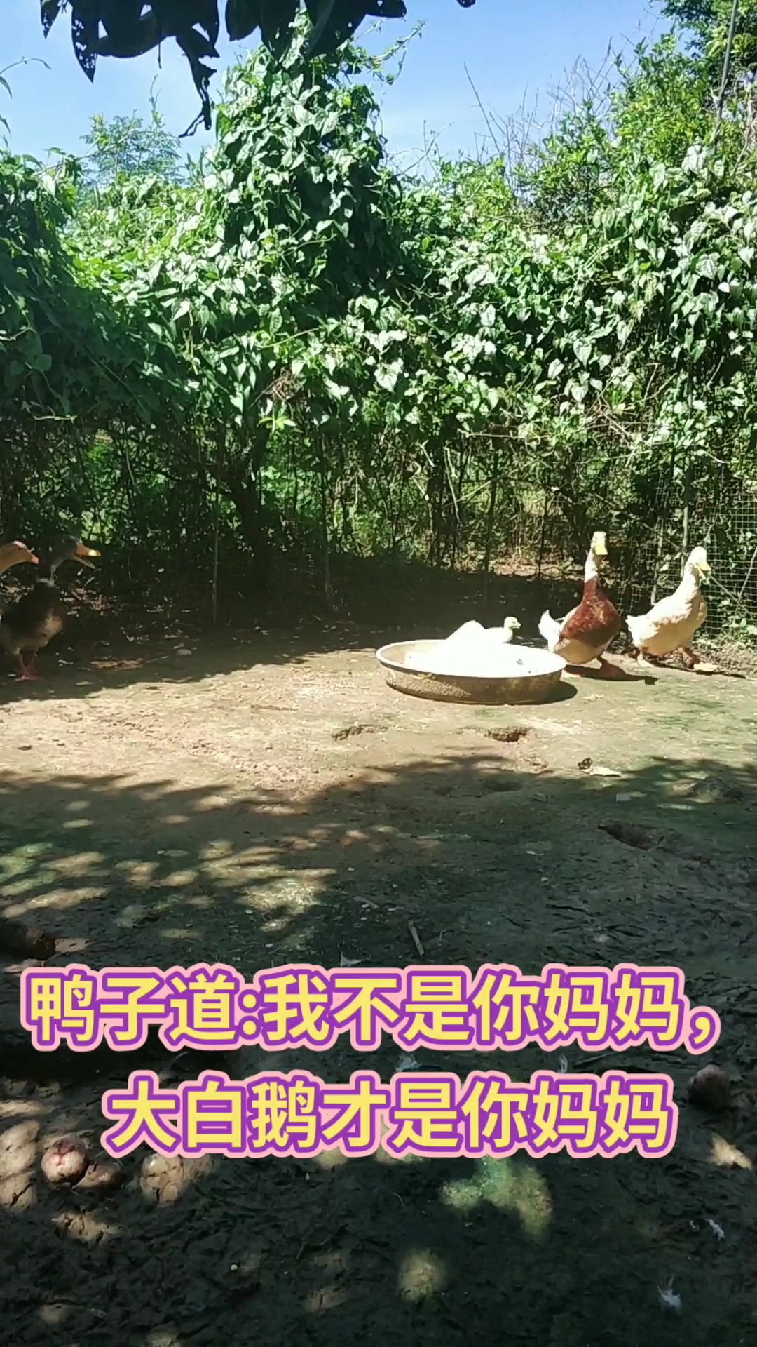 刚孵化出生四天的小鹅要找妈妈