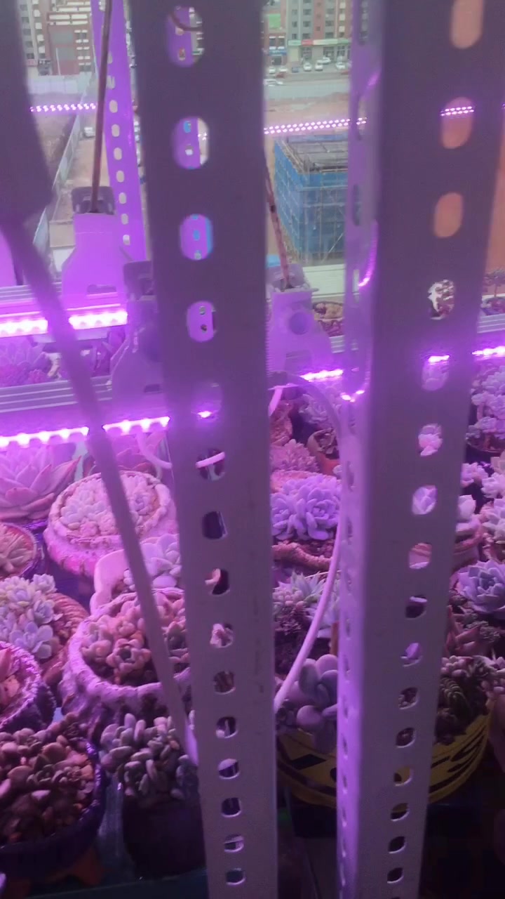 没有阳光也能养多肉植物了