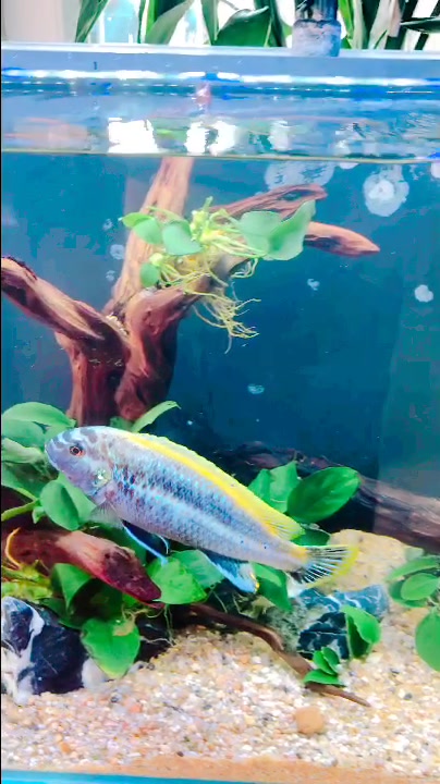 养鱼之路-河鱼PK海鱼