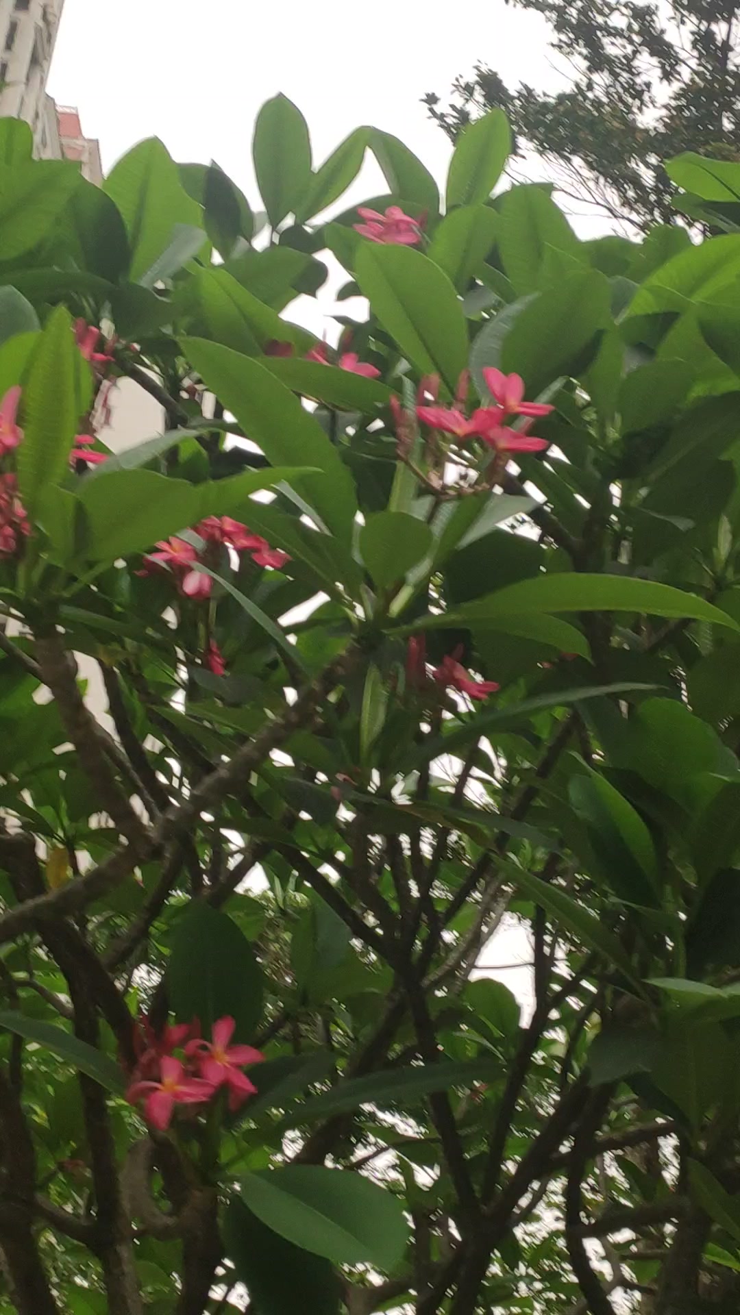 别致艳丽粉红鸡蛋花