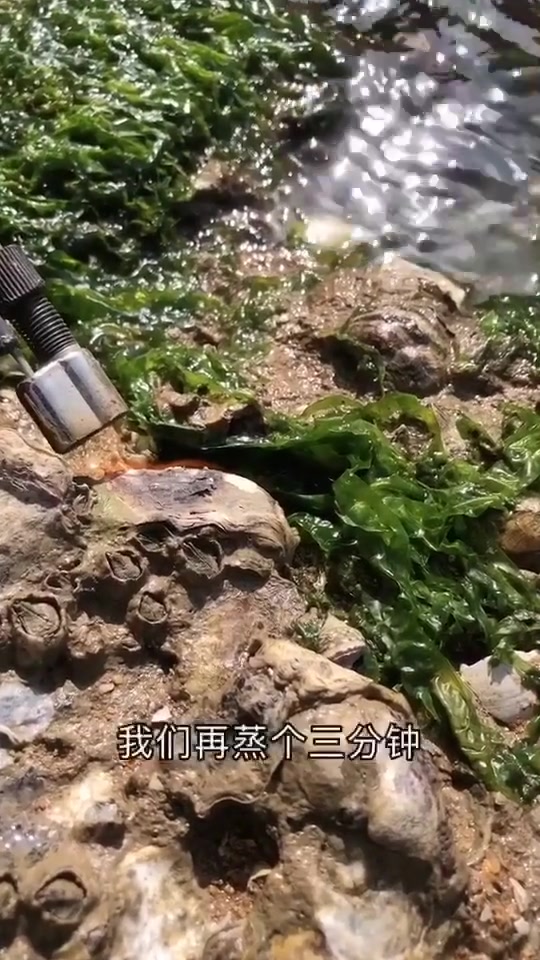 生蚝一般都是蒸着吃,原汁原味最好吃