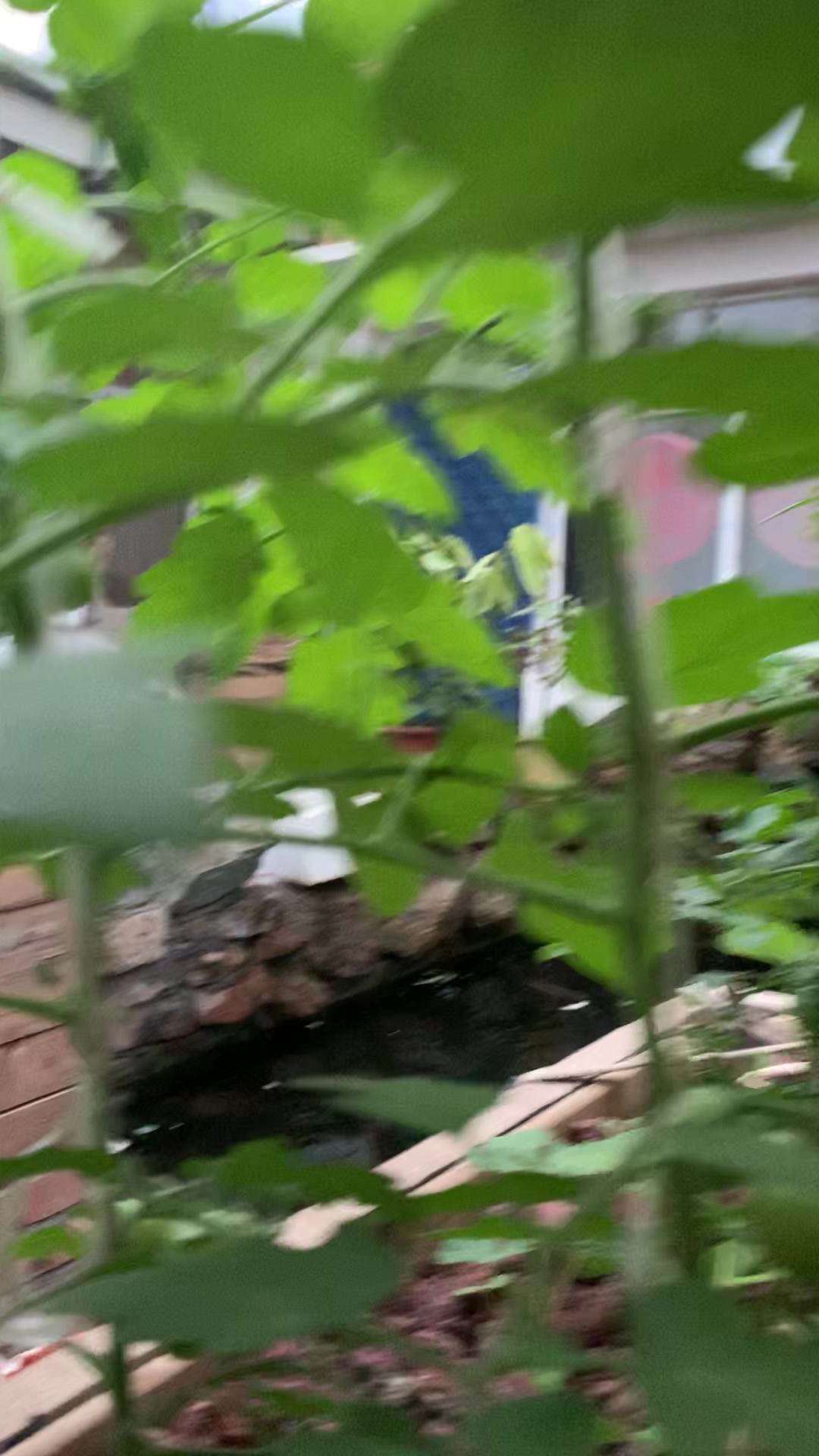 鱼菜共生系统,种植推荐,小番茄