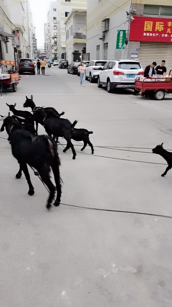 这是什么品种,全身都是黑色的