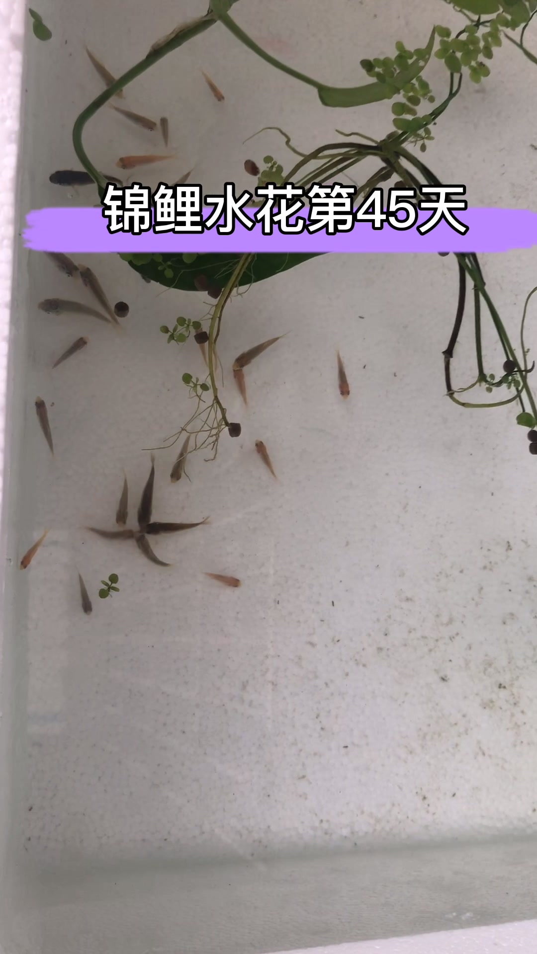一群小鱼苗的成长记录,泡沫箱锦鲤水花第45天