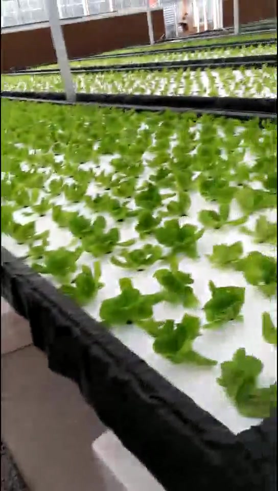 江苏连云港水培蔬菜实地|奶油生菜水培|农村振兴新模式