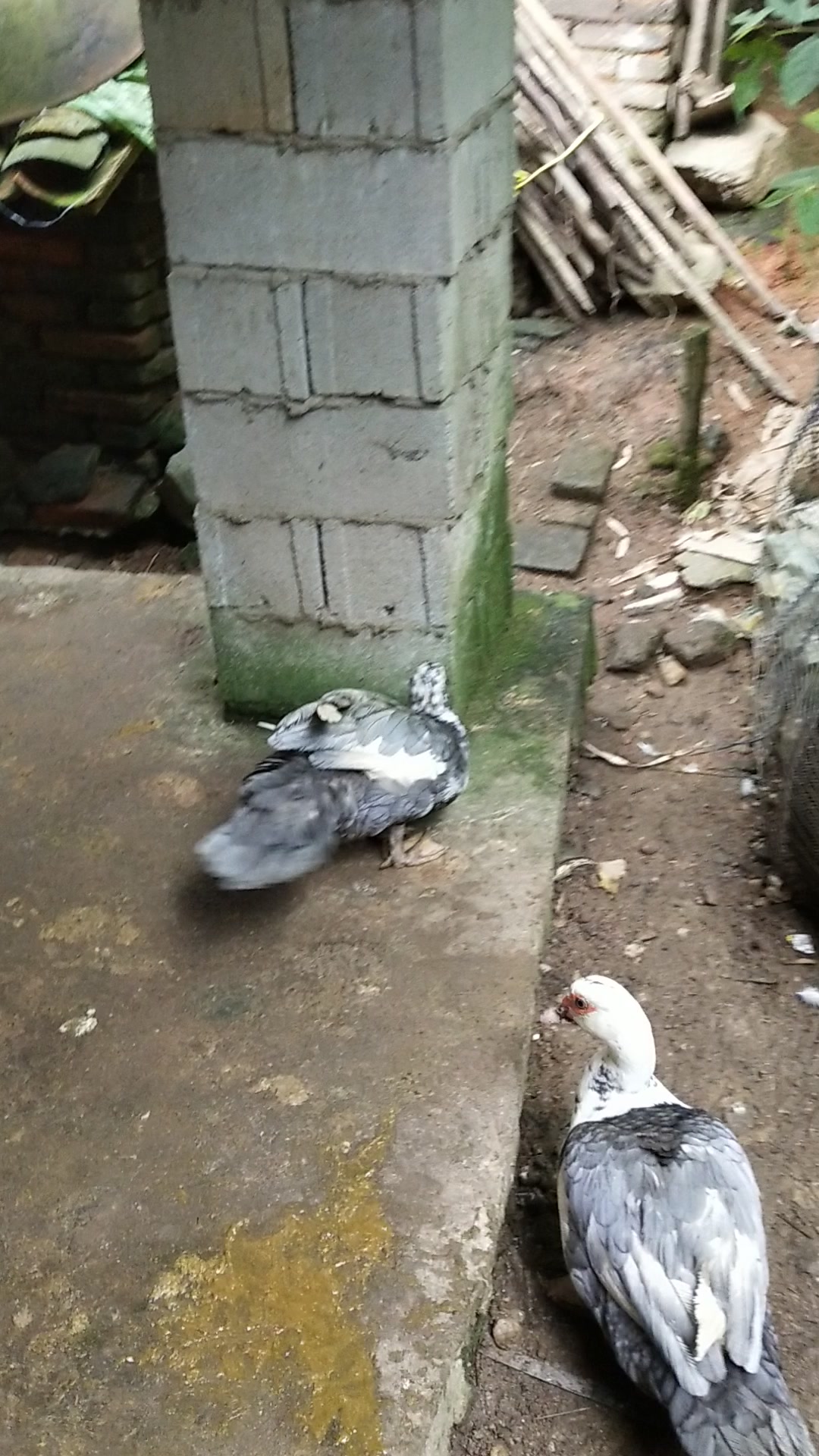 扫盲篇,看看番鸭会不会抱窝