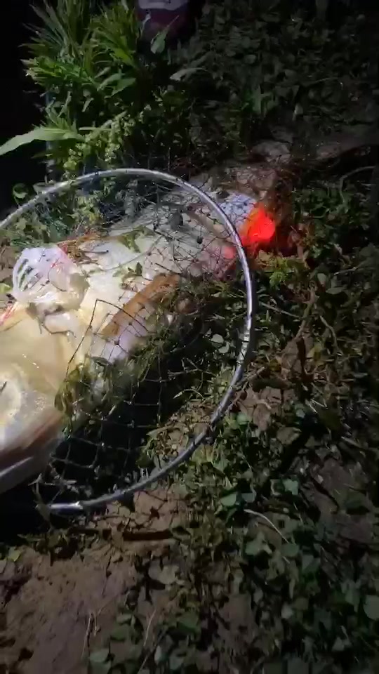 小伙夜晚钓上了一条大头鱼,鱼竿都快弄断