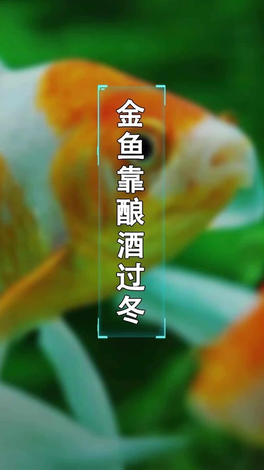 金鱼超能力:制造酒精!#星知计划#