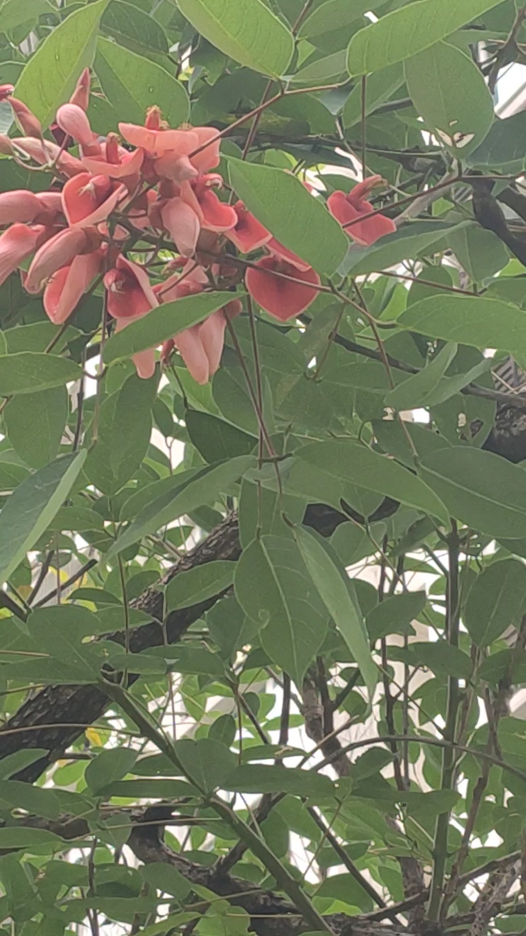 鸡冠刺桐花如其名