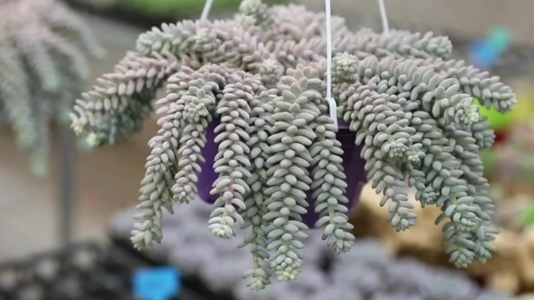 多肉植物玉坠长什么样