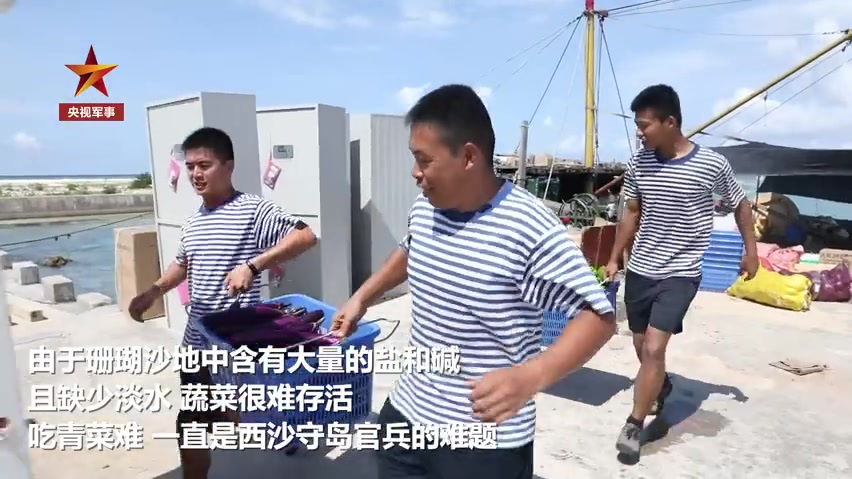 【牛!西沙战士盐碱沙地上种出蔬菜】三沙市永兴岛试验田喜获丰收,半亩沙滩收获小白菜、生菜等7