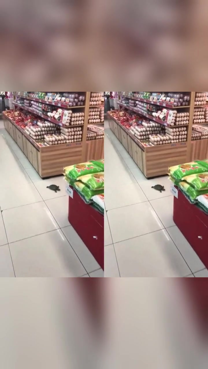 我盯着这只甲鱼半天了,爬出收银口我就带你走