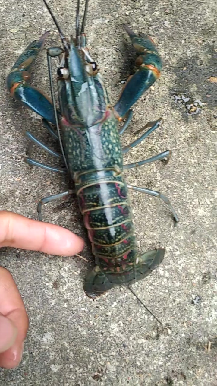 给大家看看我的宠物虾,澳洲淡水蓝龙虾