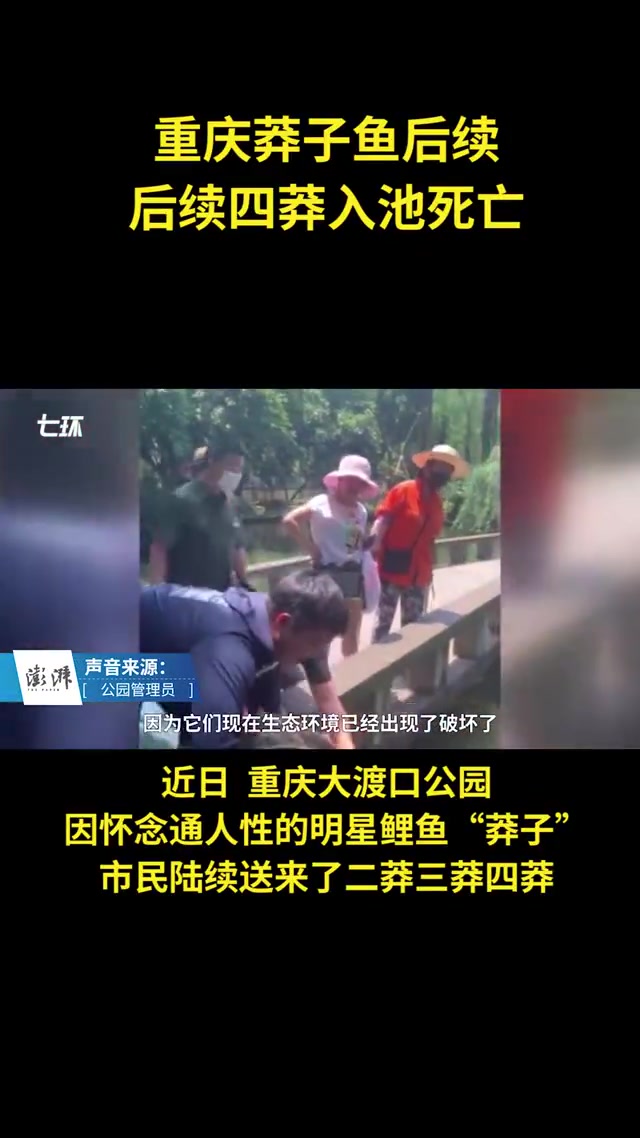 重庆莽子鱼被偷后续,市民送来三莽四莽
