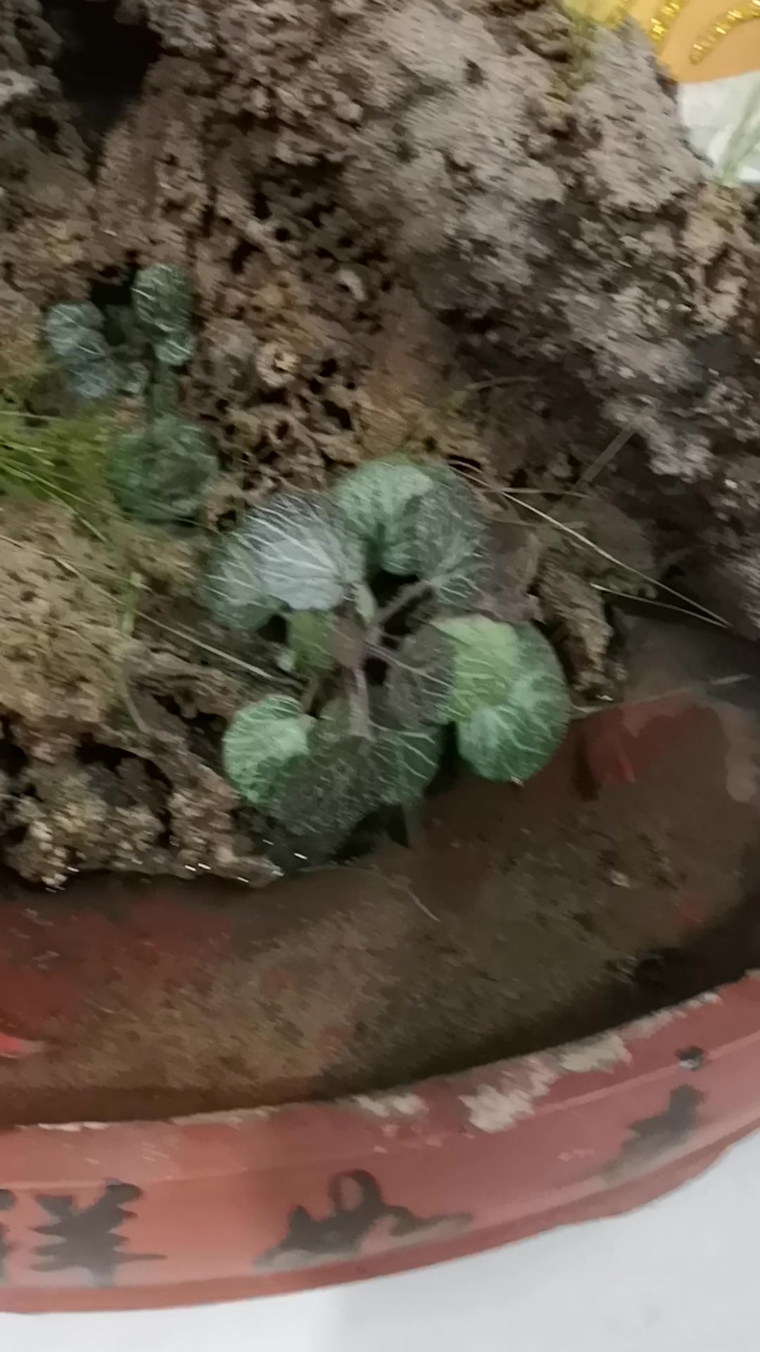 如何养好鱼吸水石