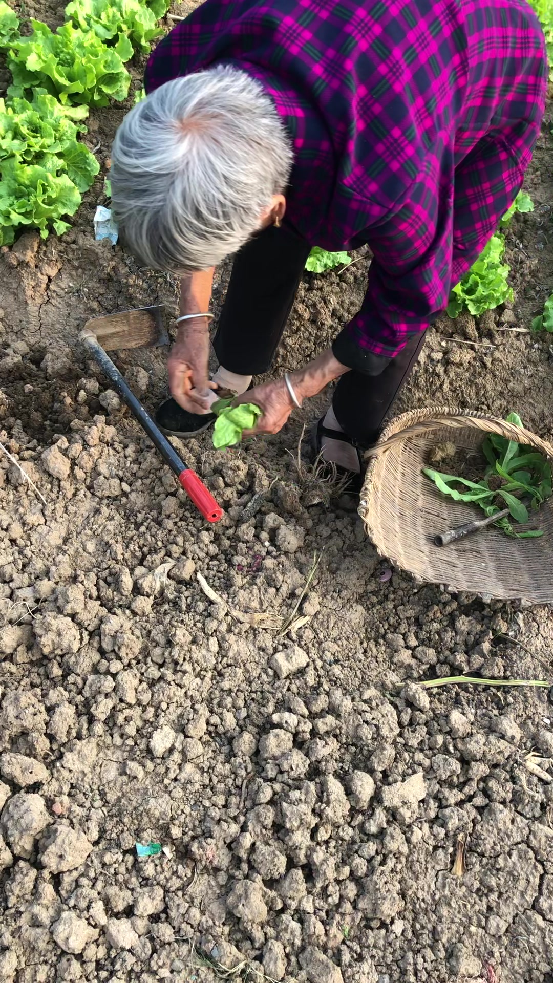 生菜是怎么生长的