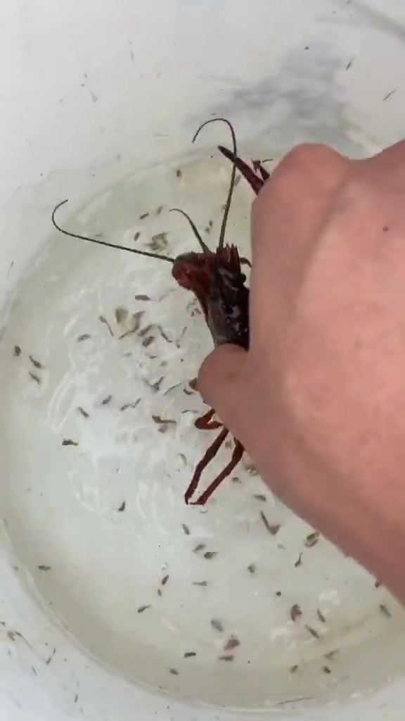 原来龙虾是这样生孩子的,厉害了