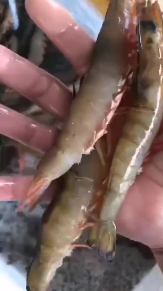 痴鲜野生海鲜:海捕大沙鲁虾白灼50-60秒即可非常适合孩子补钙