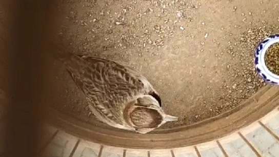 新疆大百灵一曲母鸡抱蛋乐翻天