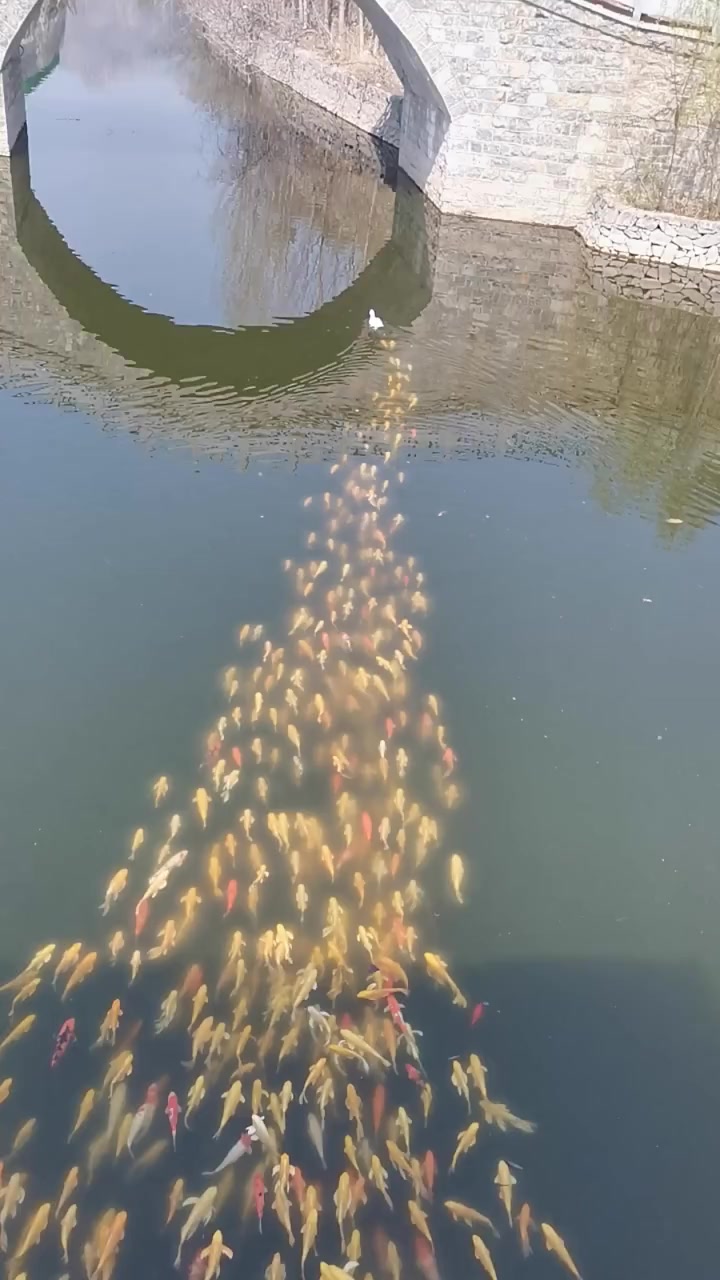 河中惊现金鱼游行,但是最重要的是,领队人竟然是一只鸭子!