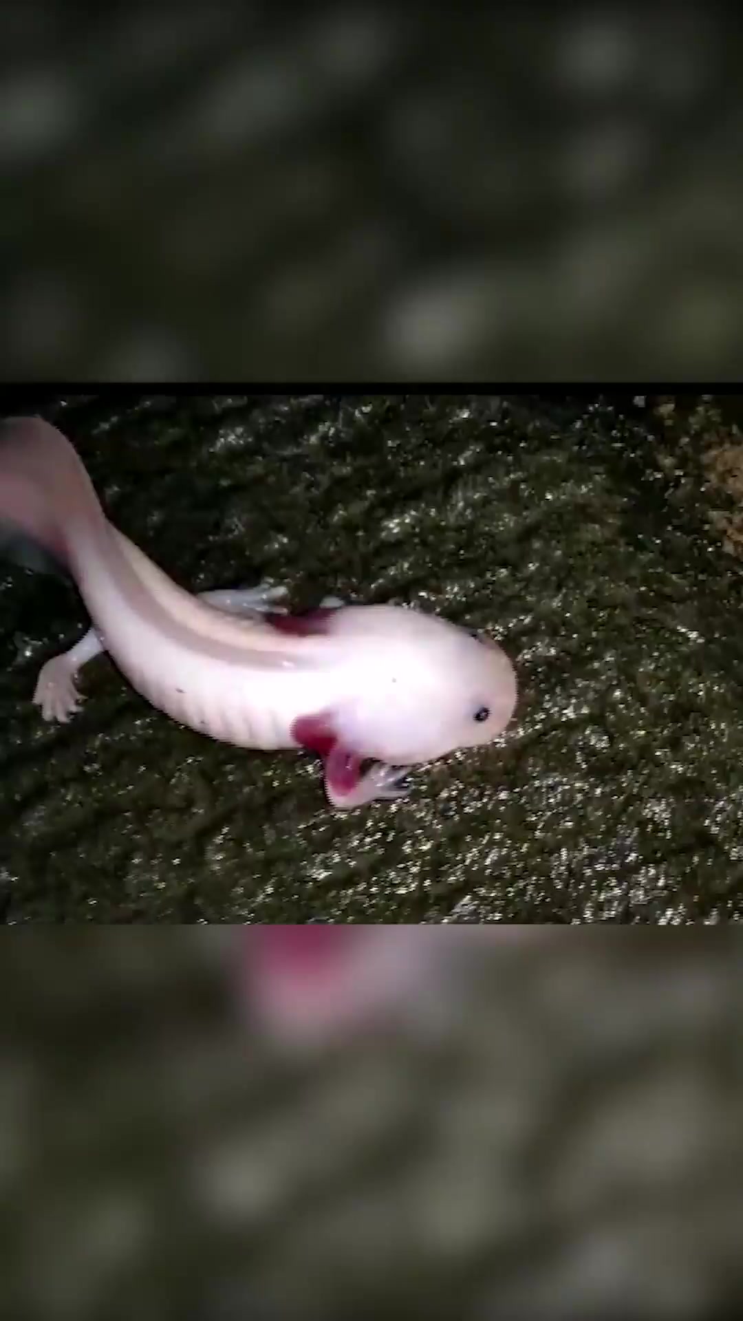 「今日城市」青岛:惊现“白色娃娃鱼”?