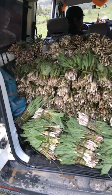 香格里拉原产地竹叶菜 需要的朋友了解了解
