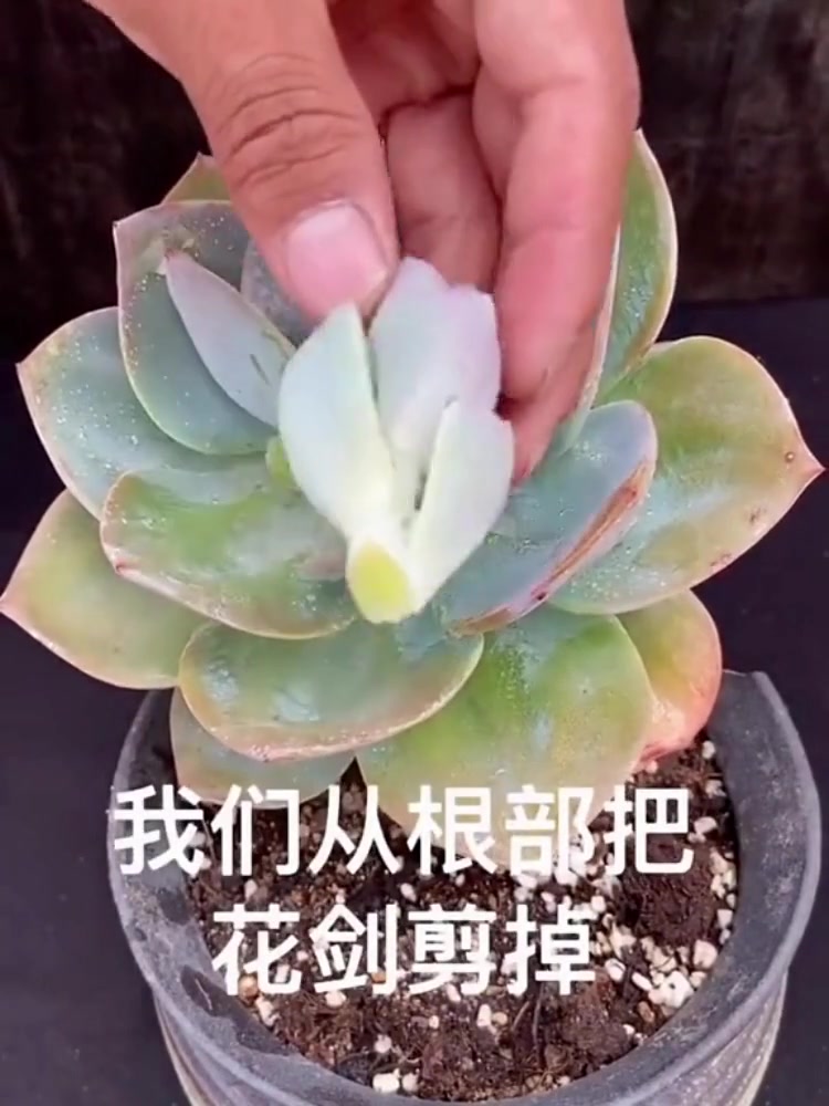 多肉:白凤的花剑也能繁殖,你没看错