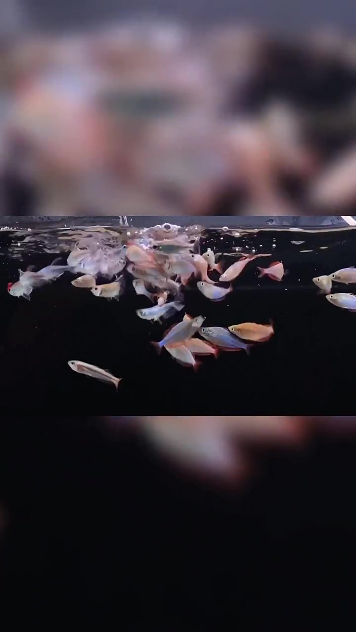 美轮美奂的美人鱼