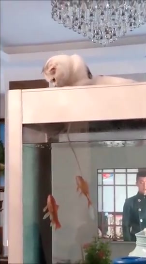 猫咪睡觉被鱼儿亲吻了一下爪爪,糟了,是心动的感觉