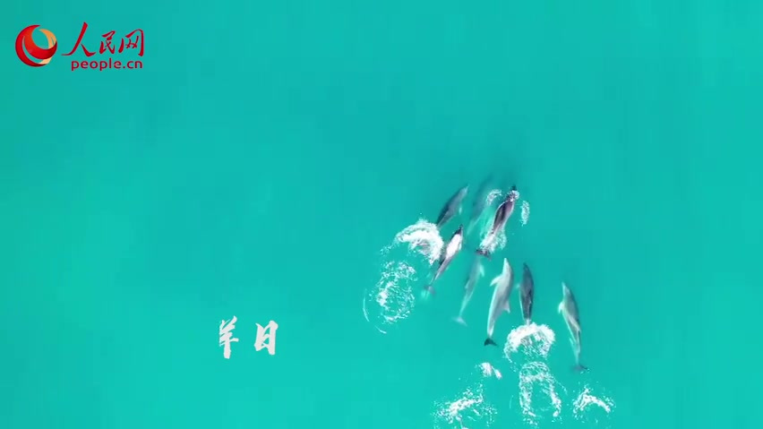 【你愿意为TA们守护这片蓝色吗?】飞鱼成群冲破海浪、海豚结伴游曳深海、企鹅列队漫步海边……