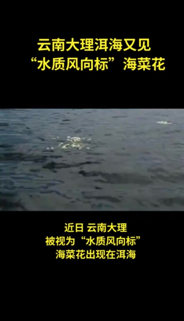 云南洱海又见“水质风向标”——海菜花