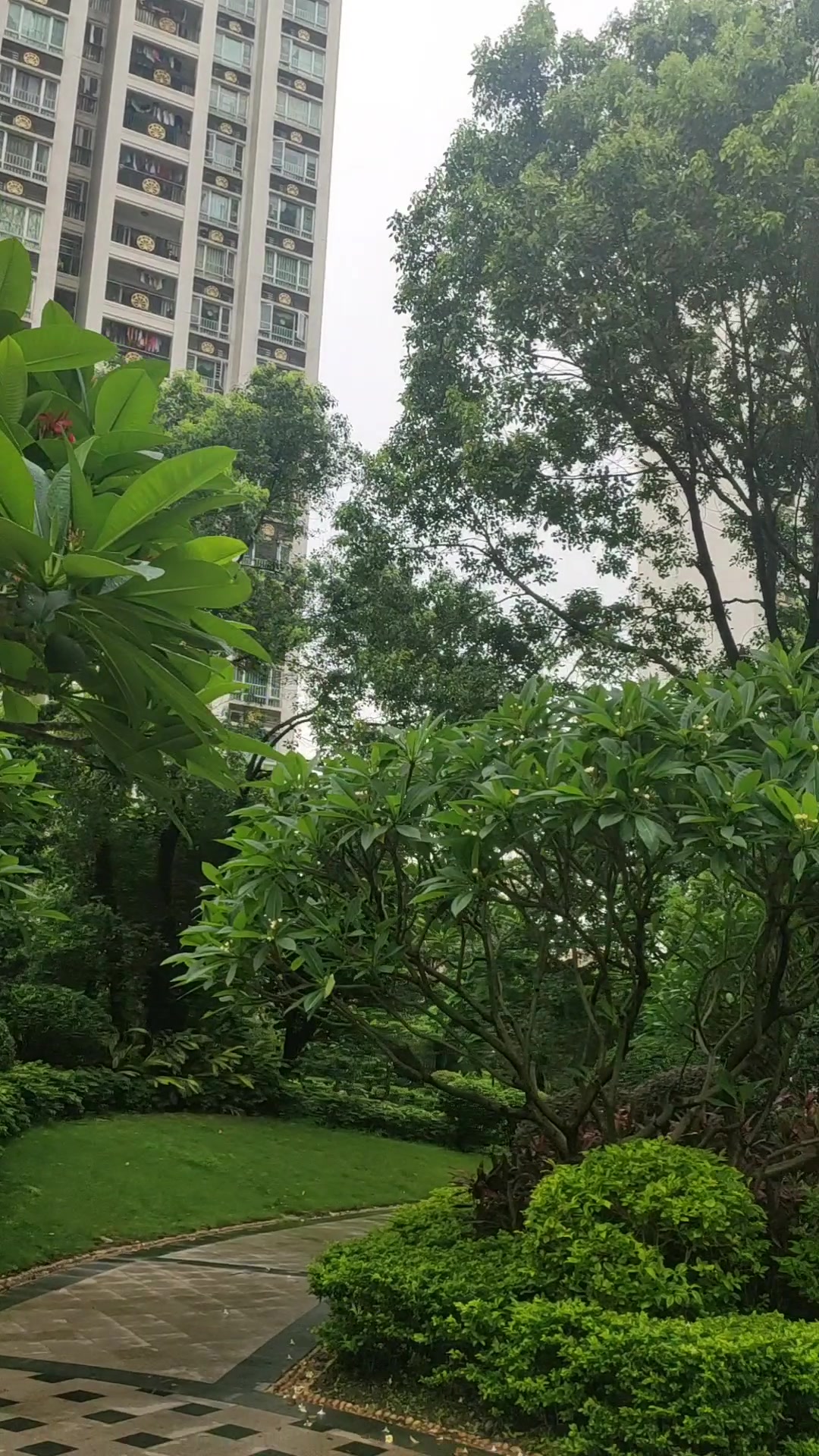 紫红鸡蛋花与白黄鸡蛋花比美