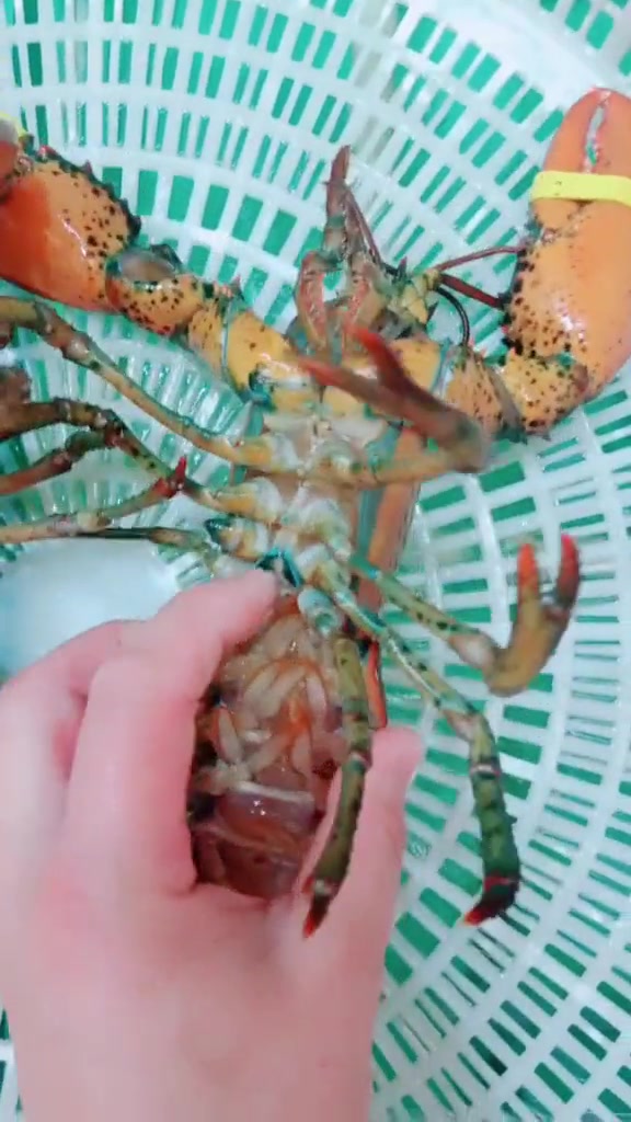 教你们一个方法,区别波士顿龙虾的公母问题