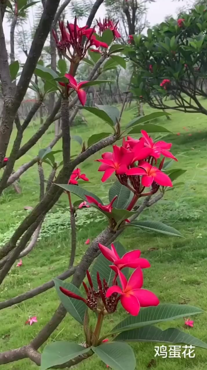 鸡蛋花扦插技巧教学,轻轻松松让你拥有满园小苗,真是高手在民间
