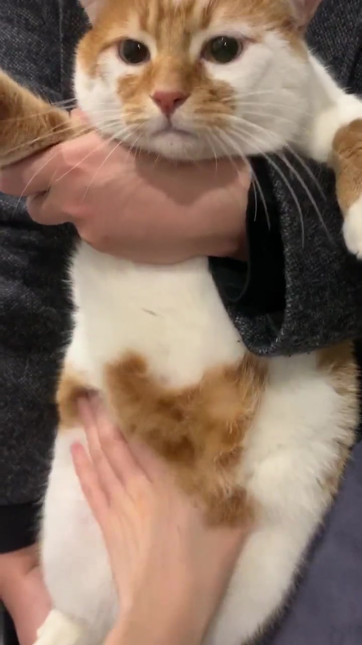 揉捏橘猫肚子上的赘肉……