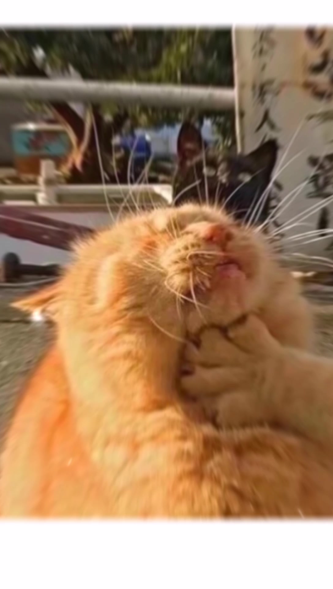 可爱的猫咪头像,猫主子来咯
