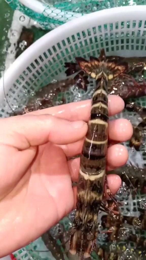 草虾和皮皮虾长得很像,不过仔细看,还是能分辨出来