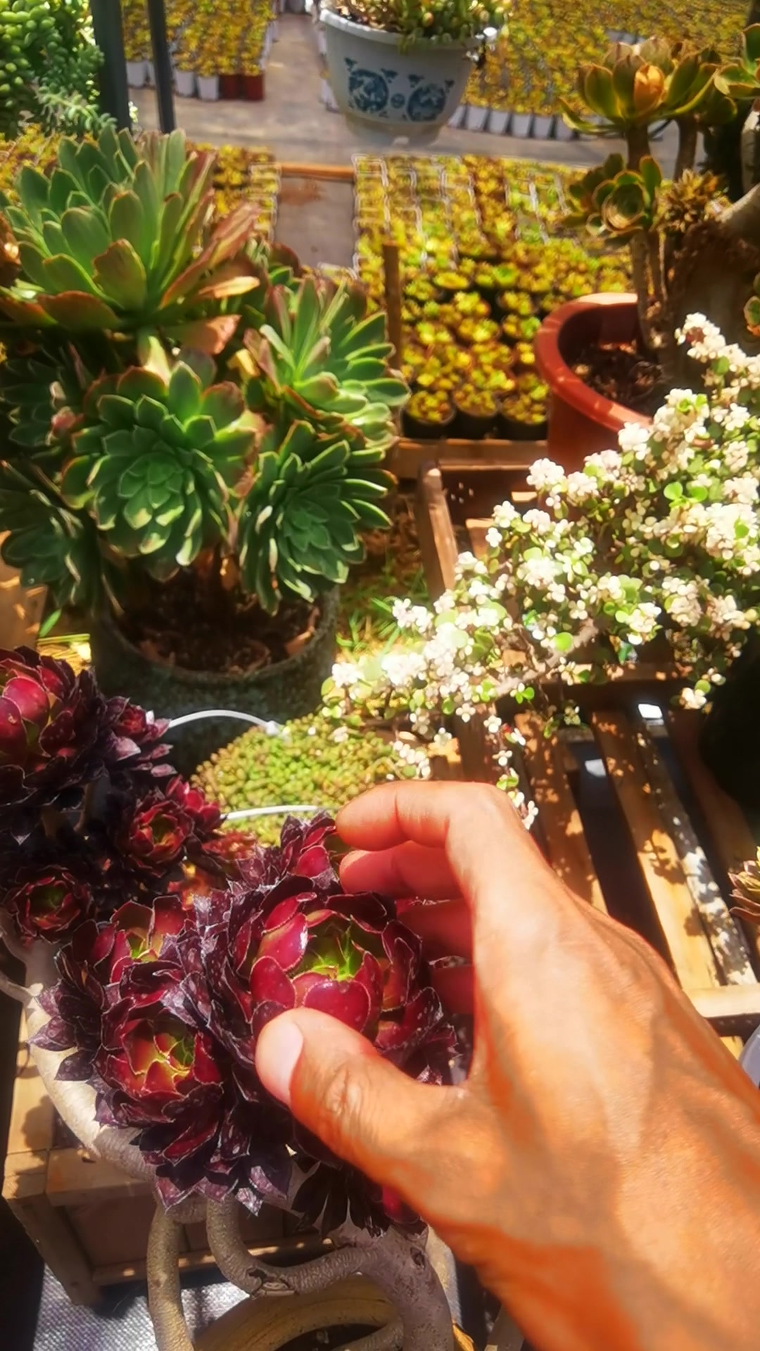 夏季多肉植物法师如何养护?