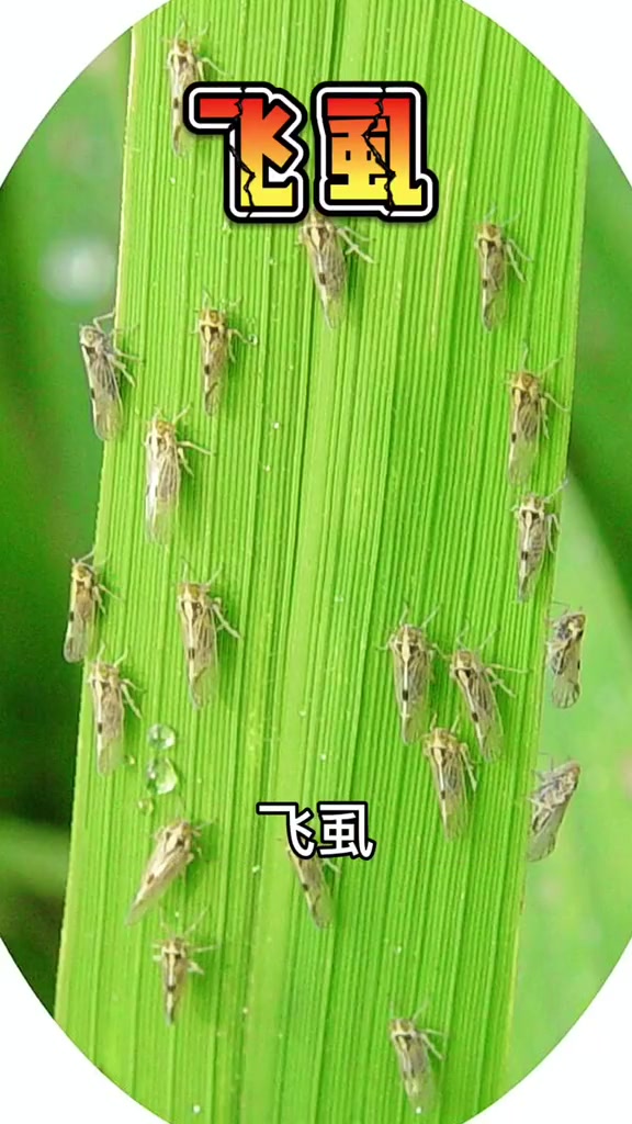 再也不用担心家里的多肉植物长虫子了