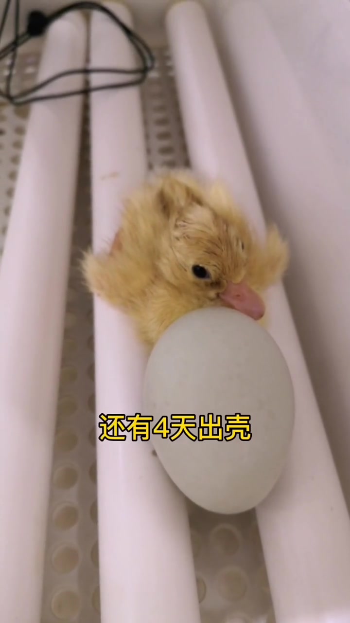 小鸭子刚出生就被哥哥咬了一下屁股,但是小小的样子好可爱啊!