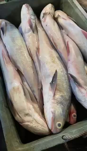 闽南第一鱼特大午鱼马友鱼深海捕捞|痴鲜野生海鲜