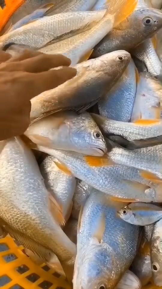 春子鱼与黄花鱼同科营养价值非常高|痴鲜野生海鲜