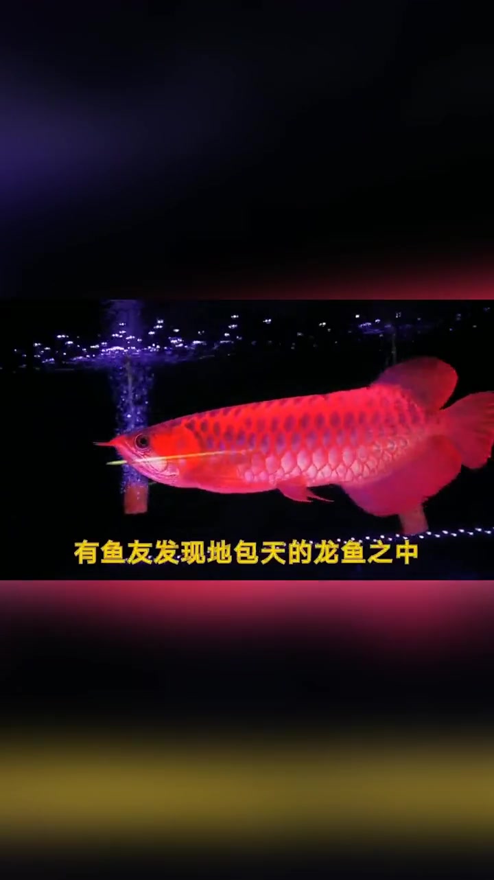 金龙鱼头型的分类你不得不知的常识