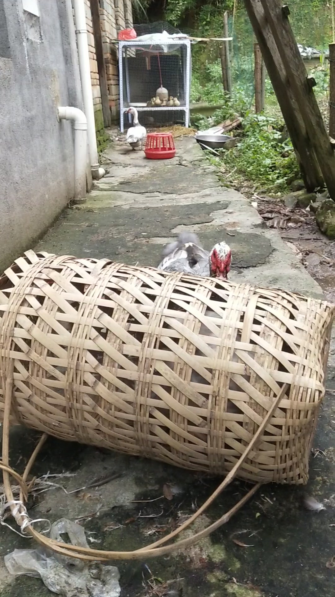 雄性就该勇猛,来自番鸭的咆哮声