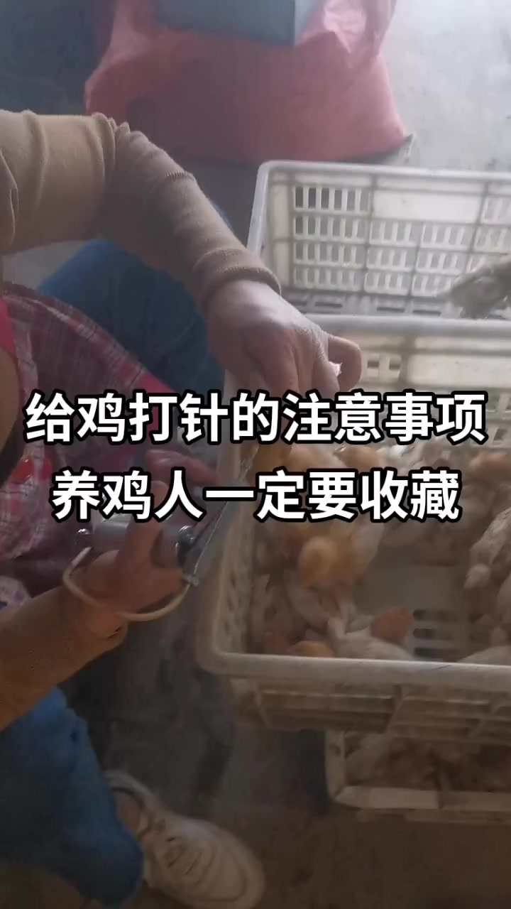 给鸡打针时的注意事项,听听老司机的经验,真是开眼界了