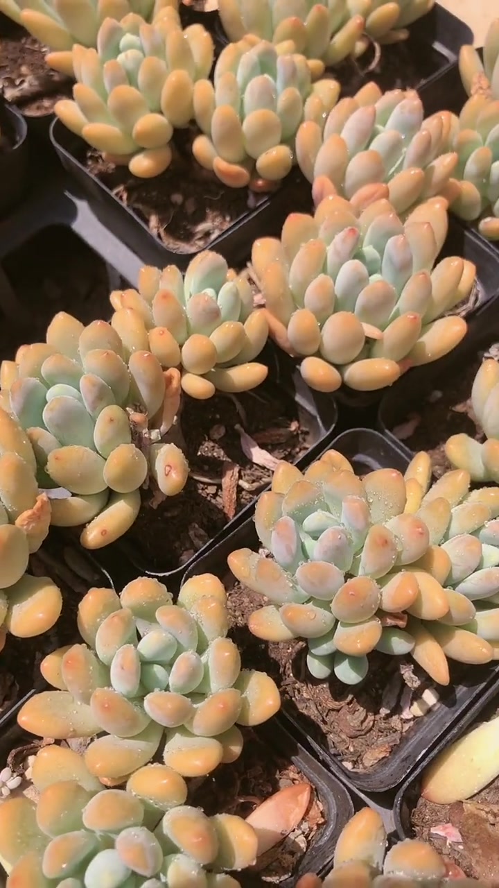 米兰达多肉,素有灯美人之称,看到最后果然没让我失望